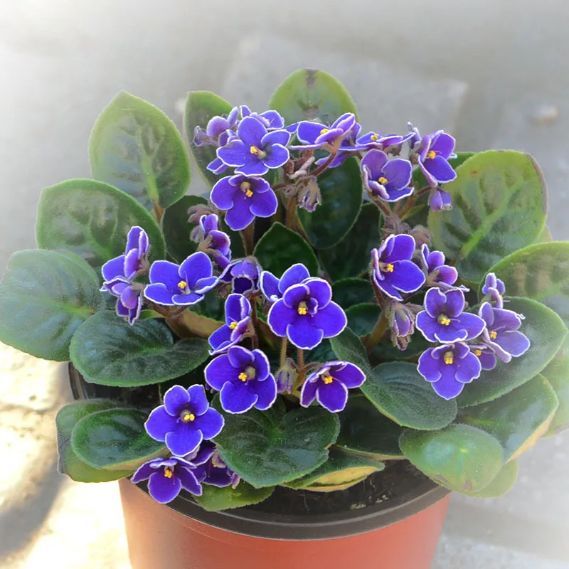 Hot Sale Rare Blue Violet Seeds Garden Plants Flower Seeds Potted