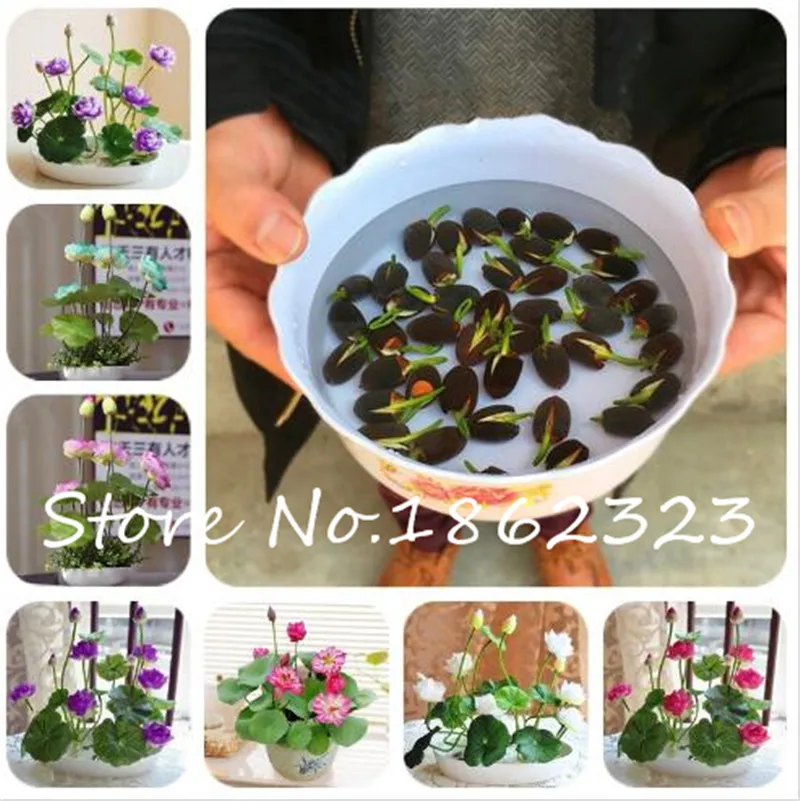 

5 pcs Japan bowl lotus flower Exotic Water Lily Aquatic Hydroponic Plants,Rare flower bonsai Plant for Home Garden DIY plant