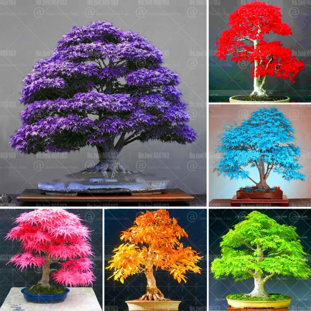 

20pcs Mixed Colors Japanese Maple tree Bonsai Indoor Purple Maple Tree Bonsa plants for home garden Flower plants Easy to Grow