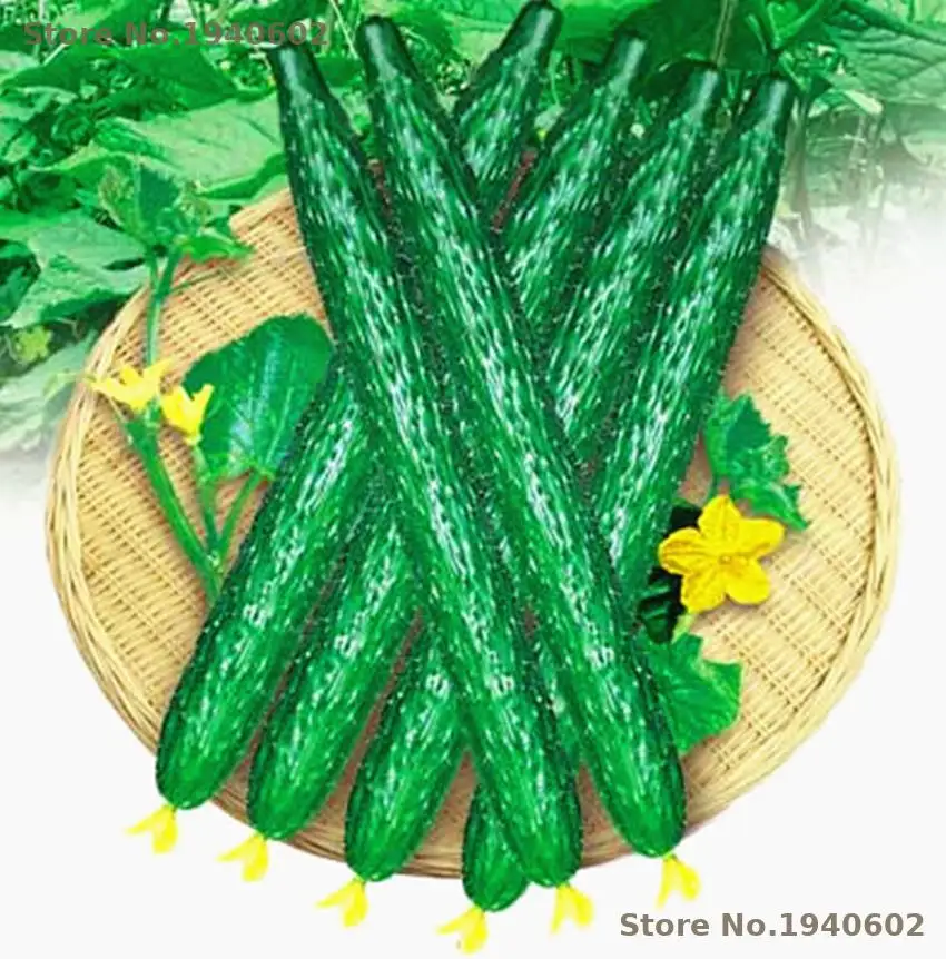 

50pcs Cucumber Cucumis Sativus Cuke bonsai Vegetable bonsai Home Garden Decoration Indoor Plants Flowers Semillas De Flores