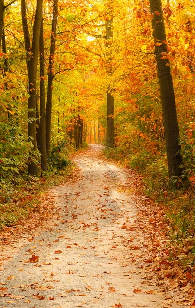 

Autumn Photography Backdrops Froest Road Fallen Leaves Backgrounds for Photo Studio Portrait Photo Shoot Photophone Photocall 3D