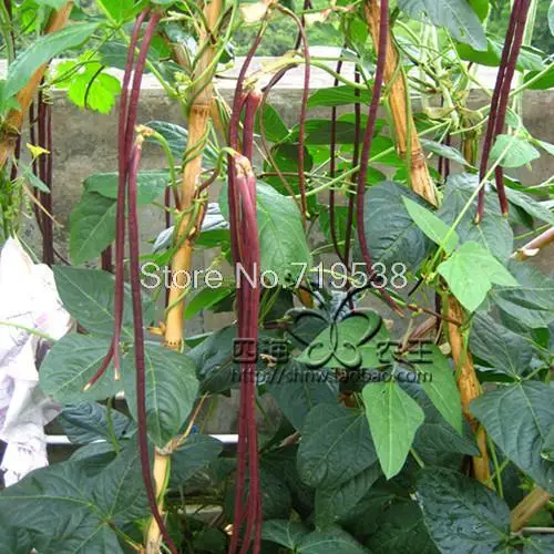 

catawba - beans 10pcs Vegetable bonsais