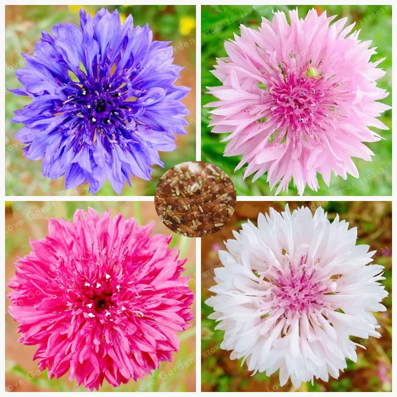 

Cornflower Bonsa Rare Mix Color Chrysanthemum Flower Indoor Or Outdoor Bonsai Pot Plants DIY Home Garden Easy Grow 50 Pcs