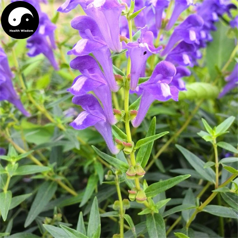 

Buy Herb Baical Skullcap Semente 100pcs Plant Radix Scutellariae For Huang Qin
