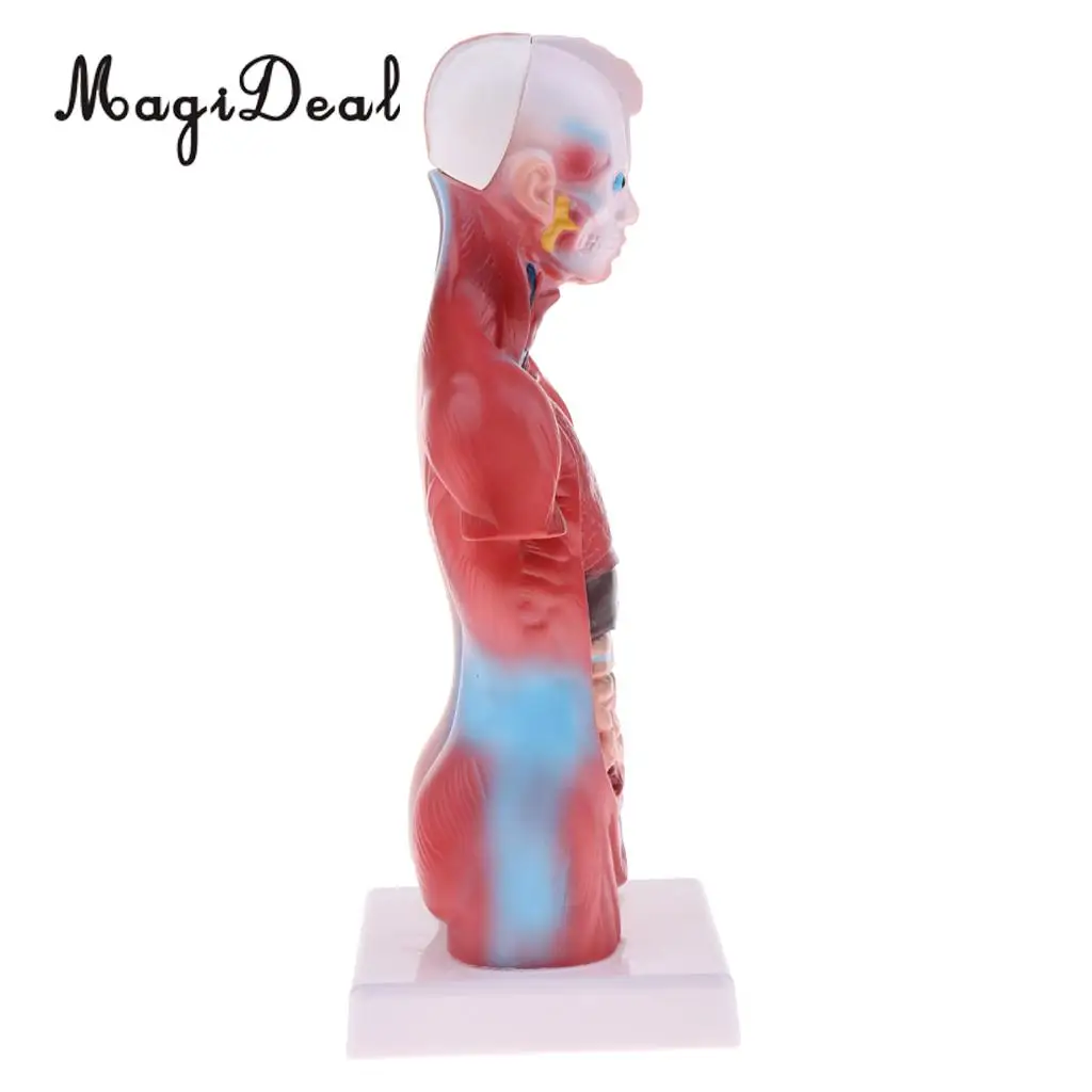 MagiDeal 1Pc 28cm PVC Human Torso Male Viscera Heart Brain Skeleton Anatomy Model for School Teaching Tool Medical Study Kit