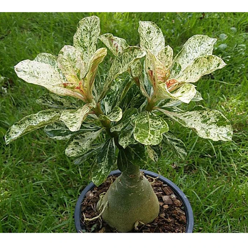 100% True Desert Rose Scarce Grafted Variegated Leaves petals Potted Home Garden Flowers Bonsai Plants Adenium Obesum 1 PCS 100% True Desert Rose Scarce Grafted Variegated Leaves petals Potted Home Garden Flowers Bonsai Plants Adenium Obesum 1 PCS