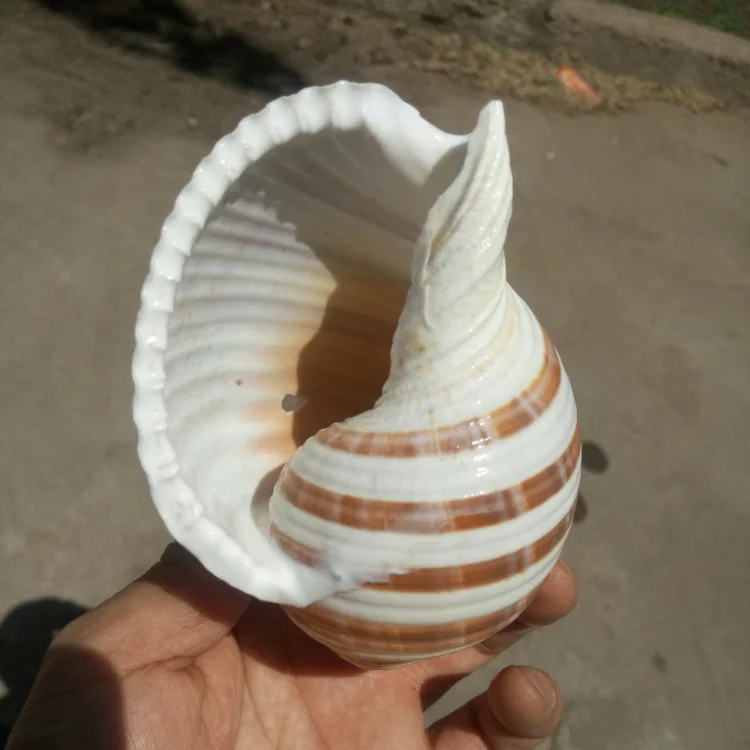

Natural conchas shells gifts aquarium decoration cowrie shells ocean home decor