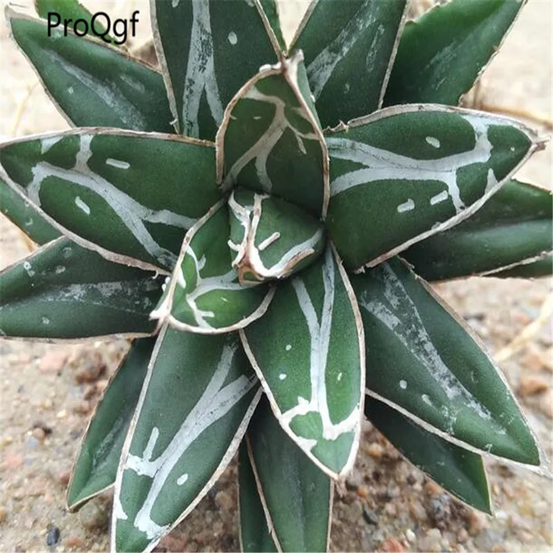 

3Pcs Agave victoriae reginae Mini P
