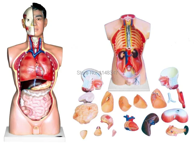 85cm male torso model with head model 21 parts human anatomy model