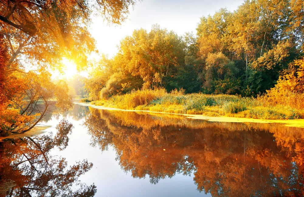 

SHENGYONGBAO 7x5ft Autumn Theme Photography Background Vinyl Digital Photography Backdrops Props JQT-65