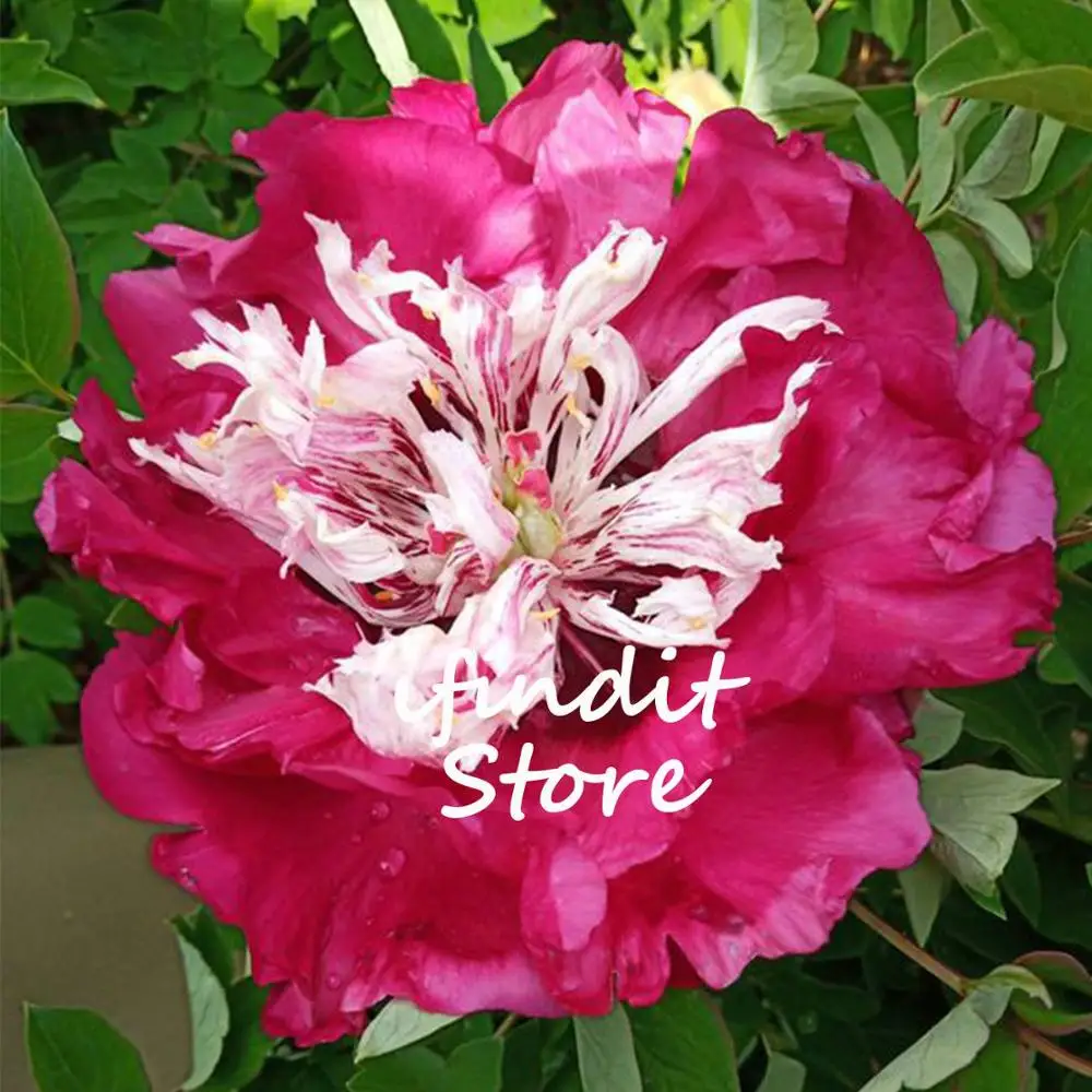 

20pcs Bonsai Rare Chinese Peony Planting Greenery Flowers Outdoor Terrace Courtyard Paeonia Flower for Home Garden Decoration