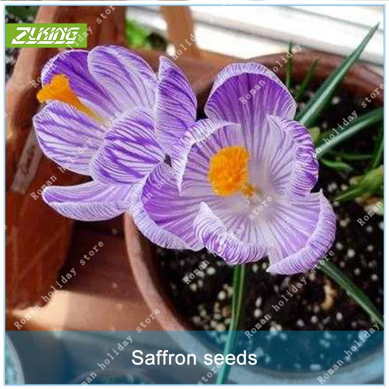 

ZLKING 2 Pcs Purple Chinese Saffron Flower Bulbs Not Saffron Fresh Easy To Grow High Germination Rate Plant Bonsai