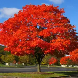 Лидер продаж 5 шт. красный дуб дерево бонсай Quercus Alba желуди для DIY домашний сад бесплатная доставка