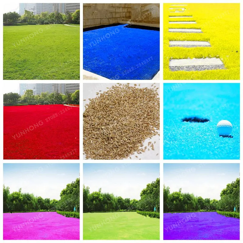 

500 Pcs Rare Blue Grass bonsai Lawn plant Perennial Flowers Garden Soccer Fields Villa High GradeOutdoor Plant Bonsai
