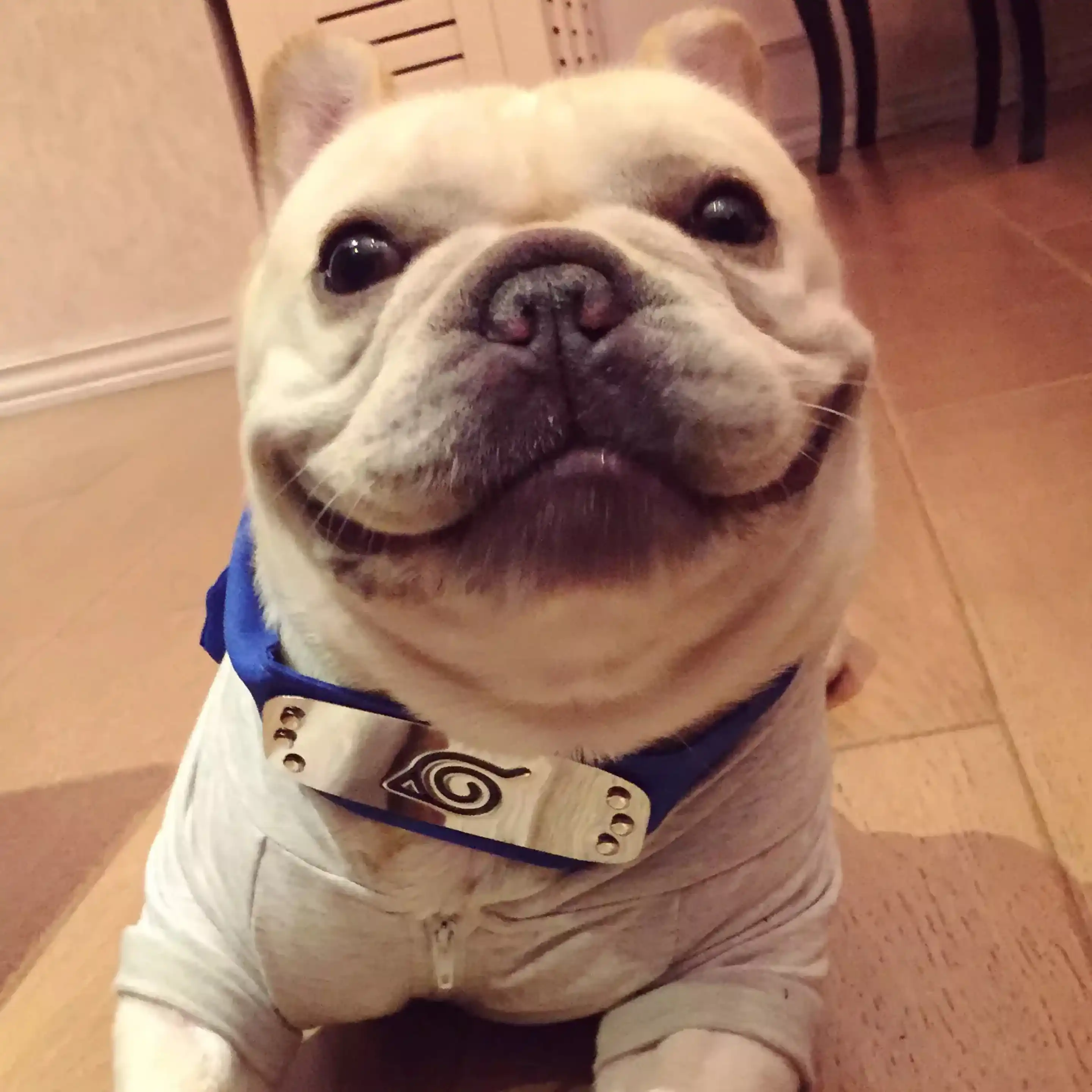 Animal De Compagnie Chien Naruto Kakashi Bandeau Cosplay Costumes Accessoires Chiens Chat Bandana Bouledogue Français Schnauzer Collier Foulard Yyl01