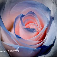 Free shipping 50 Blue and Pink Rose Seeds ,rare color ,rich aroma, DIY Home Garden Rose Plant crazy promotion