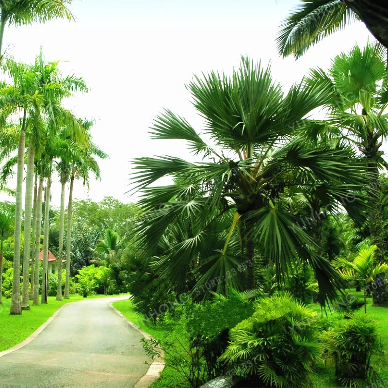 5 Pcs Palm Tree Bonsai Garden Ornament Evergreen Trachycarpus Fortunei Bonsai Tropical Landscape Plants Home Garden 5 Pcs Palm Tree Bonsai Garden Ornament Evergreen Trachycarpus Fortunei Bonsai Tropical Landscape Plants Home Garden