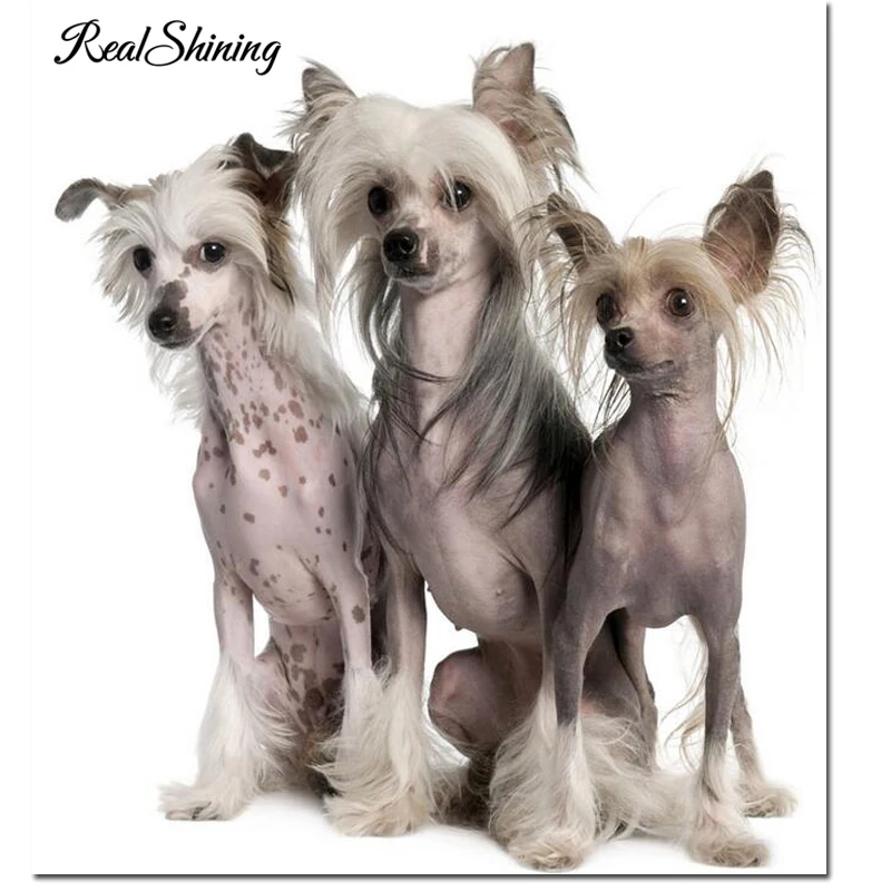 

Beadwork paintings,diamond embroidery Full square round 5D Diy Diamond mosaic diamond painting chinese crested dog decor FS6569