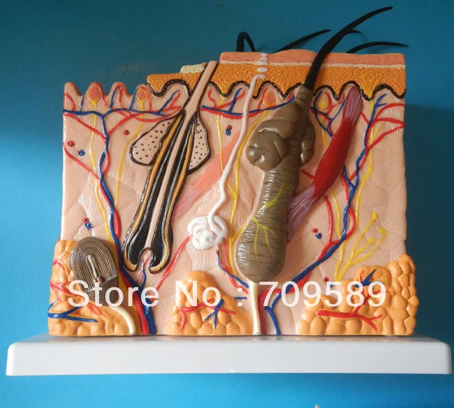 

Human Skin structure model