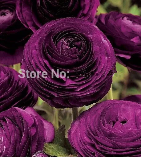 HOT 200PCS Ranunculus asiaticus Flower Seeds For Home Garden DIY Plants Persian Buttercup Seed Flower Bulbs