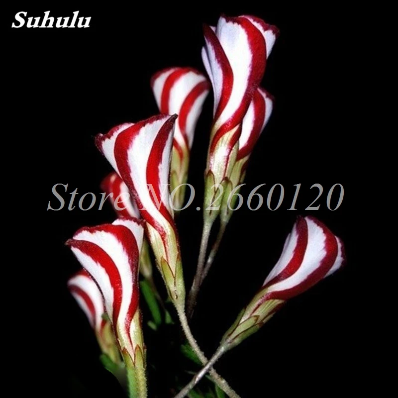 оксалис versicolor (версиколор). оксалис (кислица) версиколор. оксалис (кислица) версиколор. кислица разноцветная (oxalis versicolor). тычиночные цветки примеры.