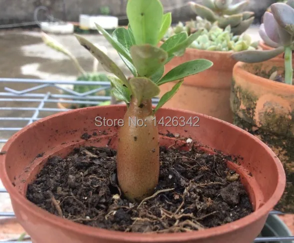 5 pcs Desert Rose Fleur Adenium Obesum /"PIVOINE/" Bonsai Graines