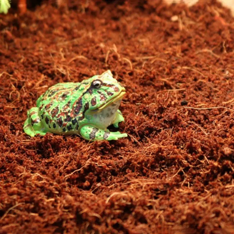

Reptile Coconut Fiber Substrate Bricks Natural Beddings Soil For Terrariums Fish Tank Supplies Terrarium Reptile Bedding Sand