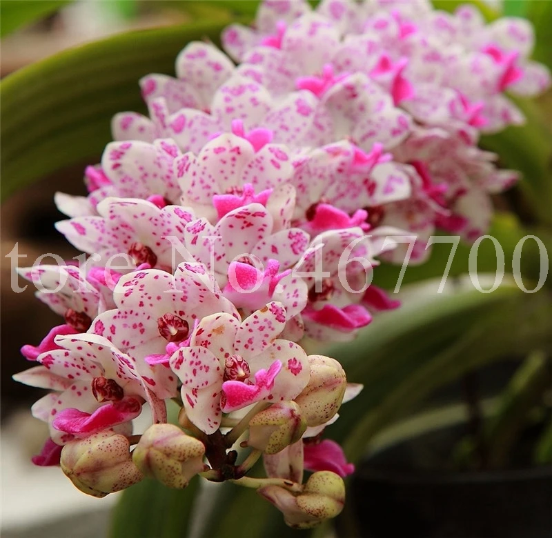 100 pcs/ bag Bonsai Cymbidium Floribundum Orchid Plant Outdoor Natural Growth Potted Flower Planta For Home Garden Flower Pot