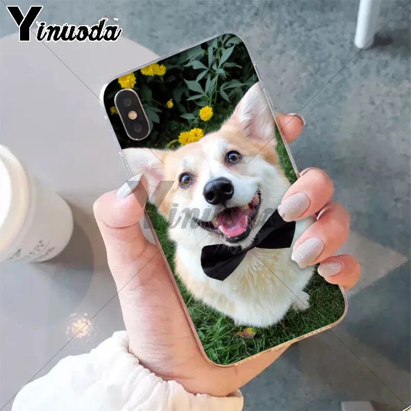 Best friend animal corgi