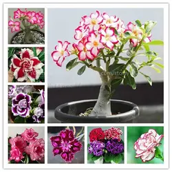 20pcs True Desert Rose растения Seedplants экзотические адениум тучный растения бонсай из цветов Растения очистка воздуха цветы для дома и сада