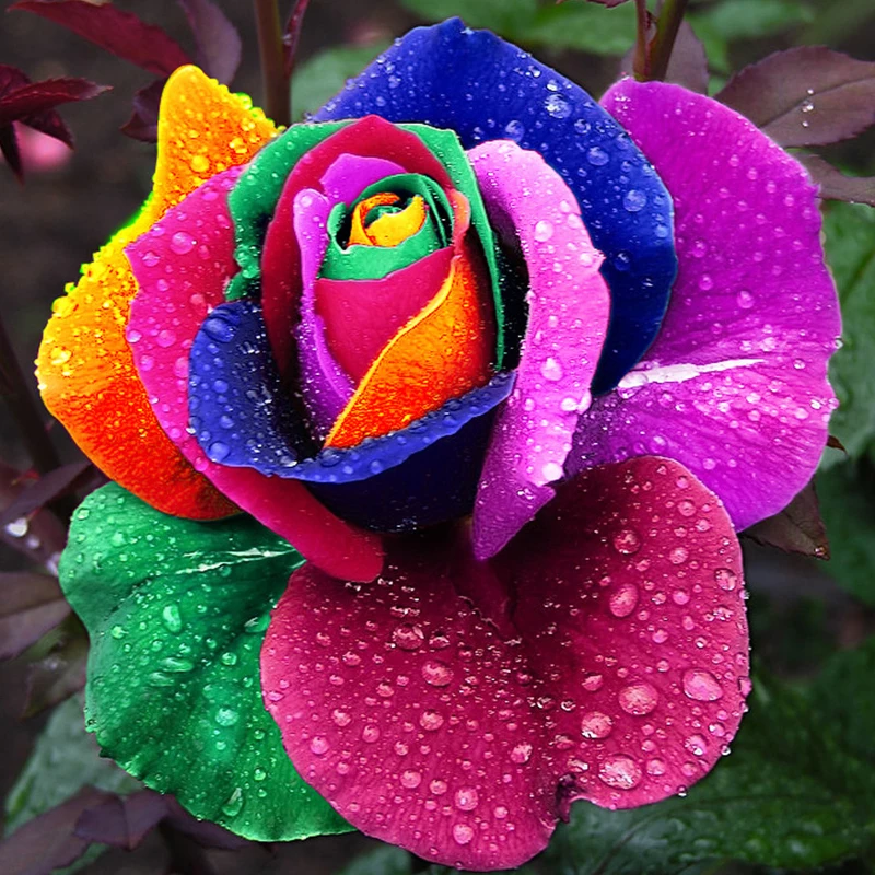 200 pcs Rare Holland Rainbow Colourful Rose Flower Seeds 