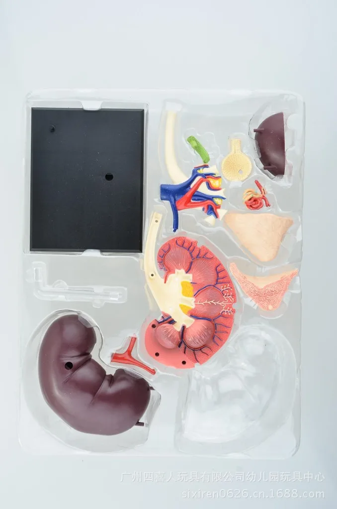 Образовательный Собранный 4d Скелет человеческого тела череп для изучения