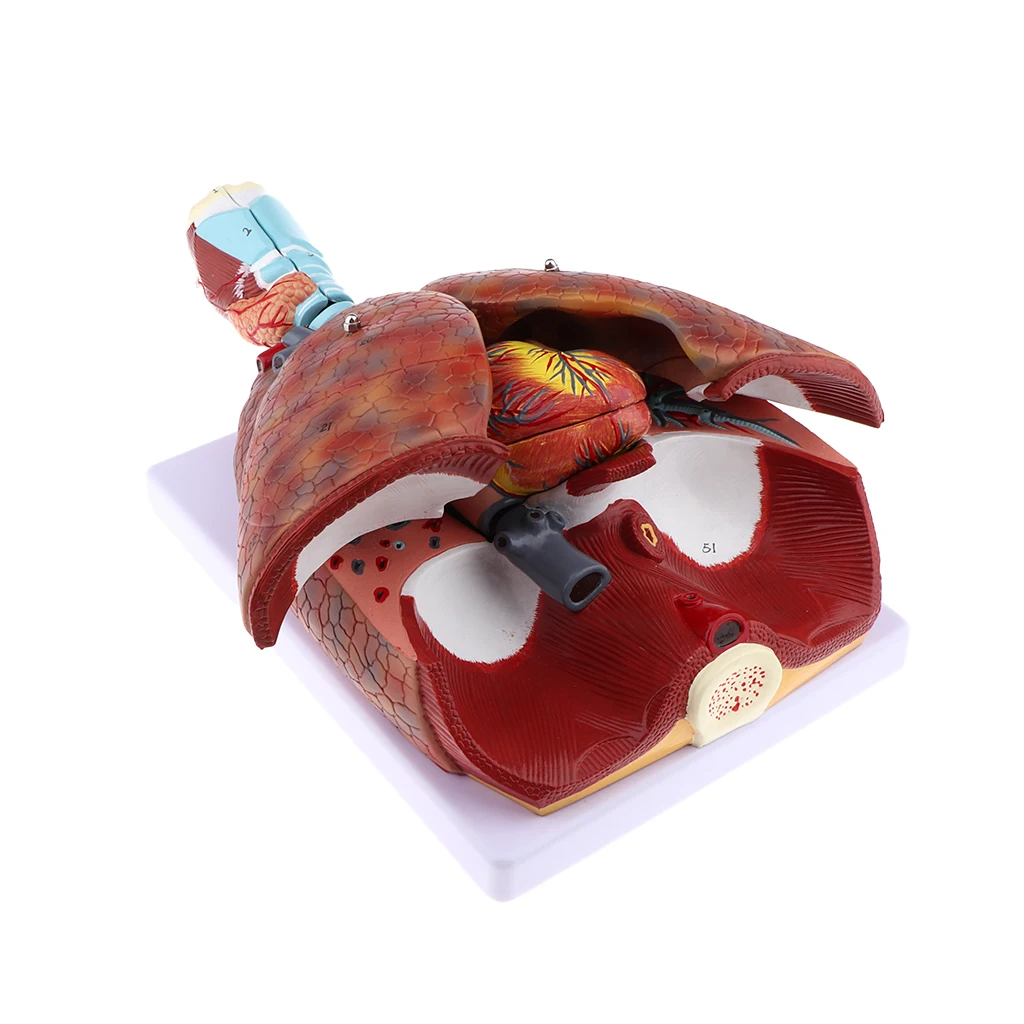 Human Respiratory System Medical Anatomical Model Larynx, Heart and Lung Anatomy Model (7 Parts), Life Size
