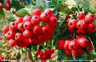 1000g 10:1 hawthorn extract maybush extract maytree extract haw extract Crataegus extract powder chinese new harvest hawthorn extract hawthorn berry extract flavone 600g