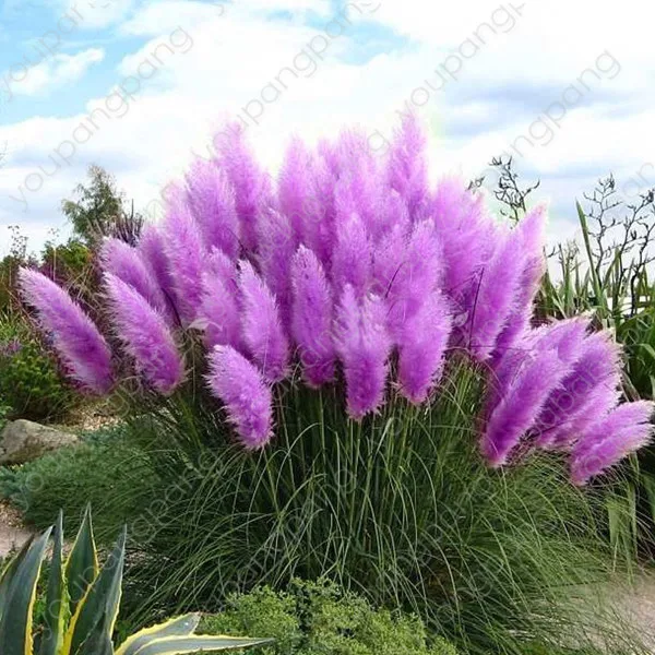 

100pcs New Rare Impressive Purple Pampas Grass bonsais Ornamental home garden Plants Flowers bonsai Cortaderia Selloana