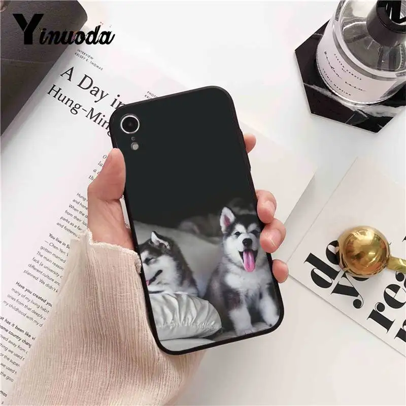 Animal Husky cute Puppy Dog