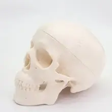 ПВХ мини-Череп анатомическая голова человека медицинская модель удобная 92x99x71 мм