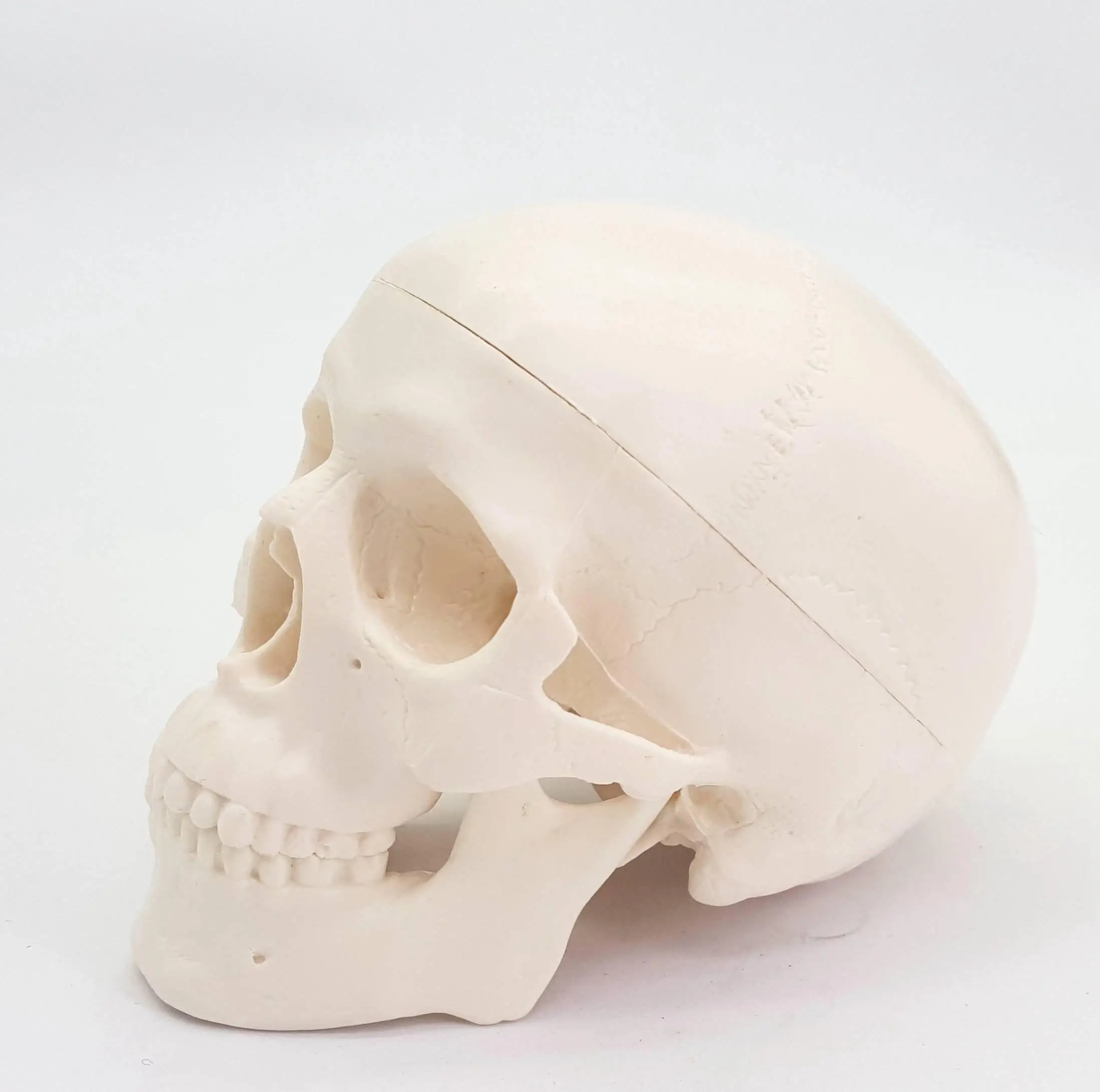 Модель медицинская анатомическая из пвх 92x99x71 мм|anatomy head|medical modelhuman anatomical |