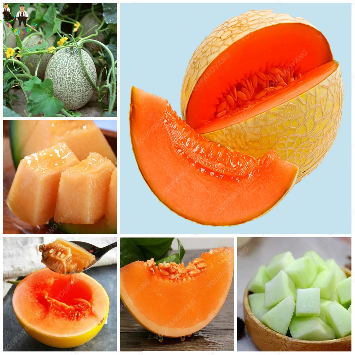 оранжевая дыня. хандалак ковун. дыня кабасса. сорт дыни апельсинка. тайская дыня.