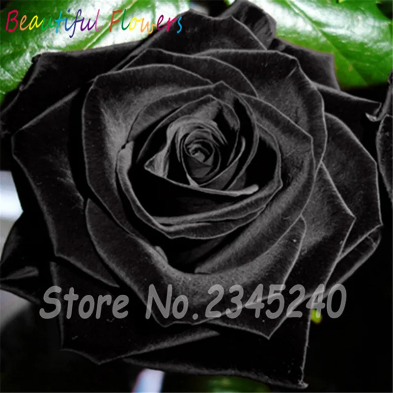 Buy 100 Pcs Black Rose Seeds Free Shipping