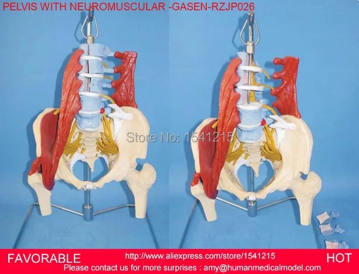 

LIFE SIZE PAINTED MUSCLE POINTS VERTEBRAL COLUMN SPINAL MODEL WITH PELVIS,PELVIS WITH NEUROMUSCULAR -GASEN-RZJP026