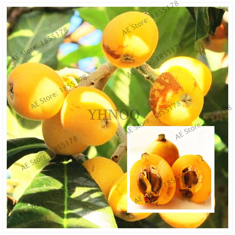 

Rare import Fruit Tree Loquat flores,5 Pcs/Pack, Heirloom 'Red Sands' Loquat Fruit plantas Bonsai Garden Plant-Land Miracle
