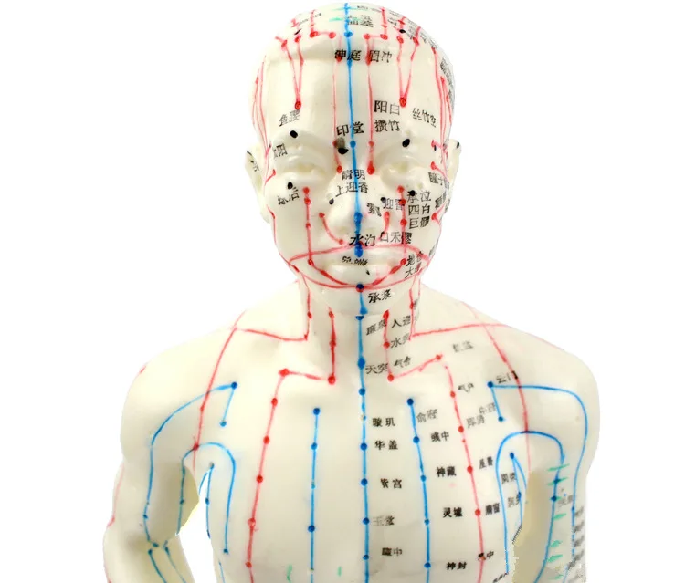 Иглоукалывание Модель 50 см мужской женский с база человеческого акупунктурные меридианы модель акупунктуры Starter Kit