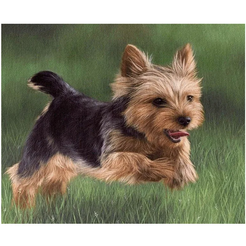 Полный 5D Diy Daimond картина Йоркширский терьер pet собака Настенная Наклейка