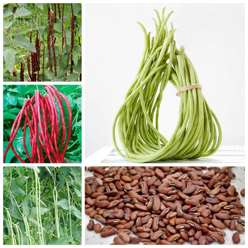 

Chinese Long Bean Vigna Unguiculata Bonsai 10 PCS Long-Podded Cowpea Snake Bean Vegetable Bonsai Mini Garden long Bean Bonsai