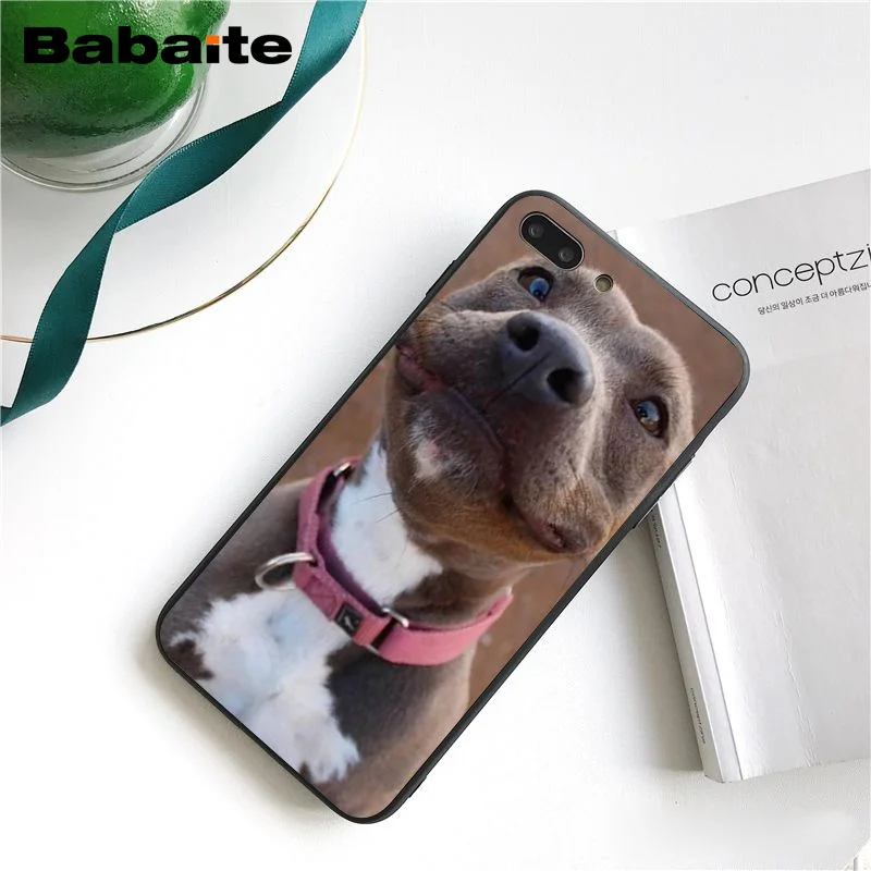 Pit Bull Lovely Pet Dog Pitbull