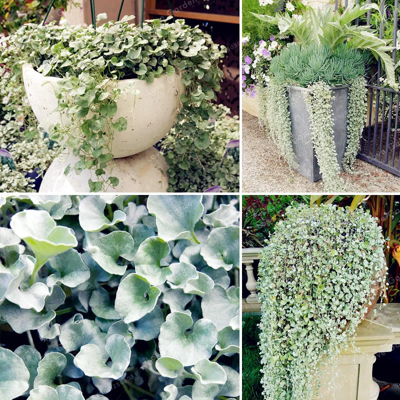 

Dichondra Repens Silver Falls Emerald Falls Ground Cover Bonsai In Hanging Baskets Very Creative Beautiful Potted Plants 100Pcs