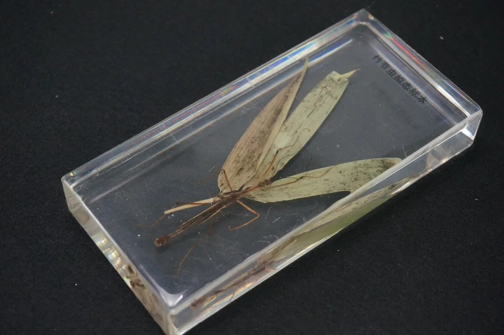

Real Stick Insect In Clear Lucite Block Educational Instrument Specimens Equipme