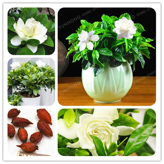 5 Pcs Real Gardenia Bonsai (Cape Jasmine) Home Garden