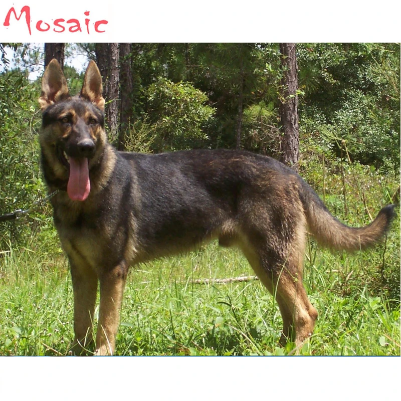 

Diy Diamond Embroidery Pastoral Resin Shepherd dog square Sale 5D Diamond Painting Cross Stitch New animal Needlework Patterns